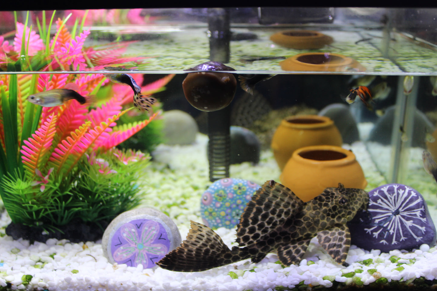 The Water Cleanser Aquarium Balls