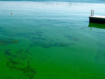 Treatment of Blue-Green Algae with The Water Cleanser