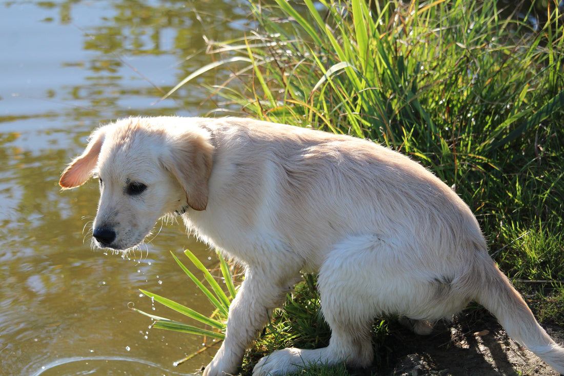 Dog Deaths Related to Toxic Blue-Green Algae