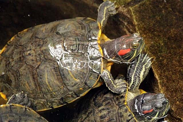 How to Get Clean and Clear Water in Your Backyard Turtle Pond