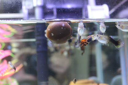 The Water Cleanser Aquarium Balls