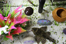 Load image into Gallery viewer, The Water Cleanser Aquarium Balls